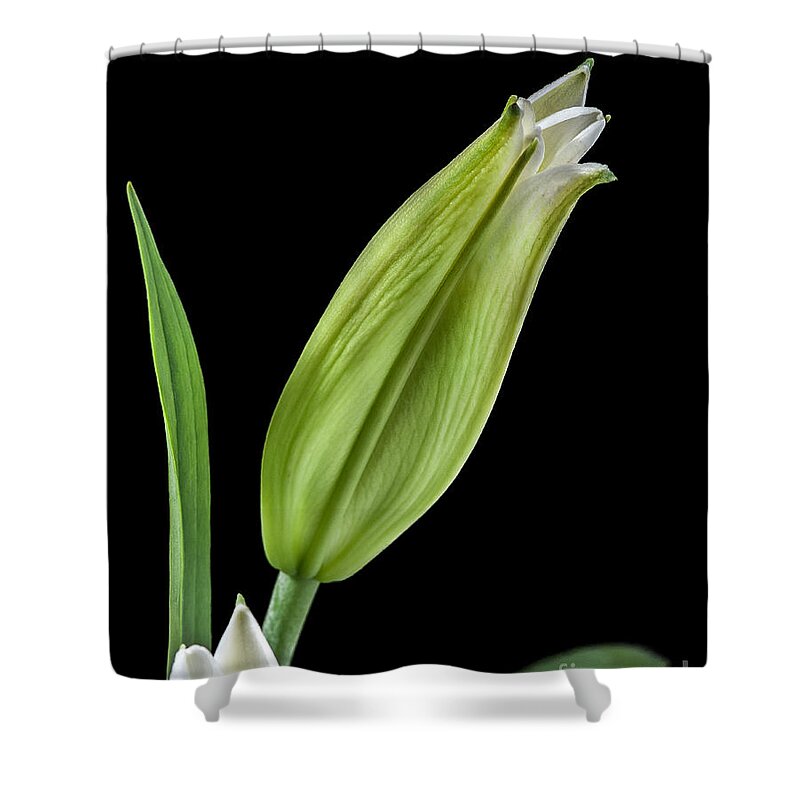 Lilies Shower Curtain featuring the photograph White Oriental Lily about to Bloom by David Perry Lawrence