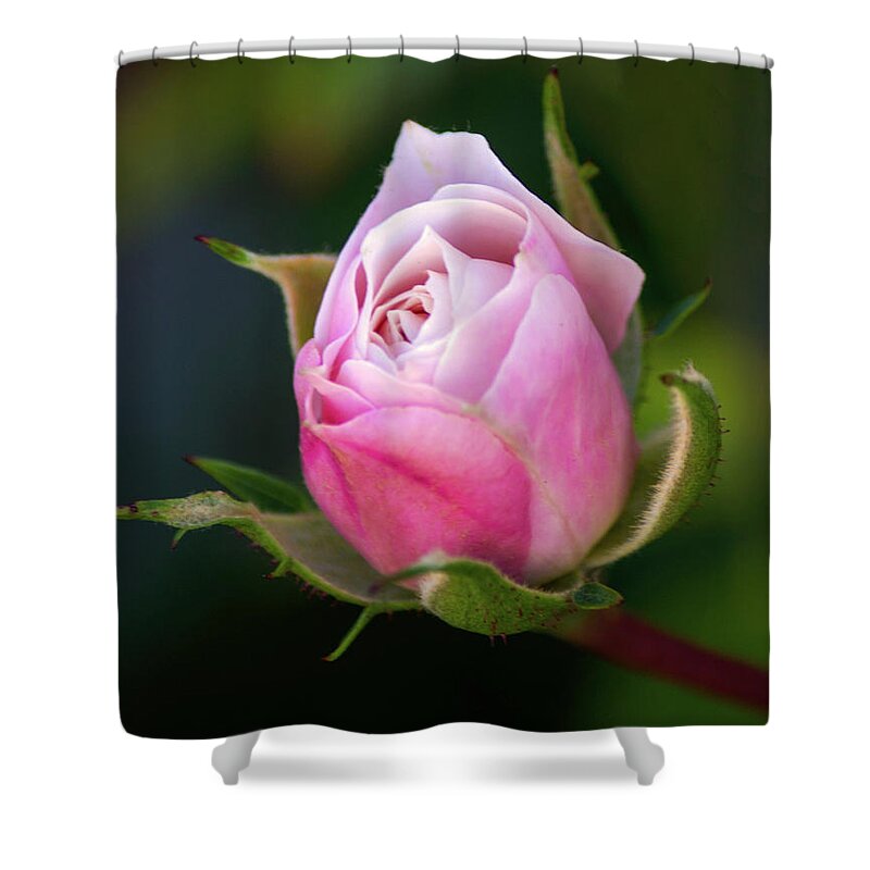 Pink Shower Curtain featuring the photograph About To Bloom by Tania Read