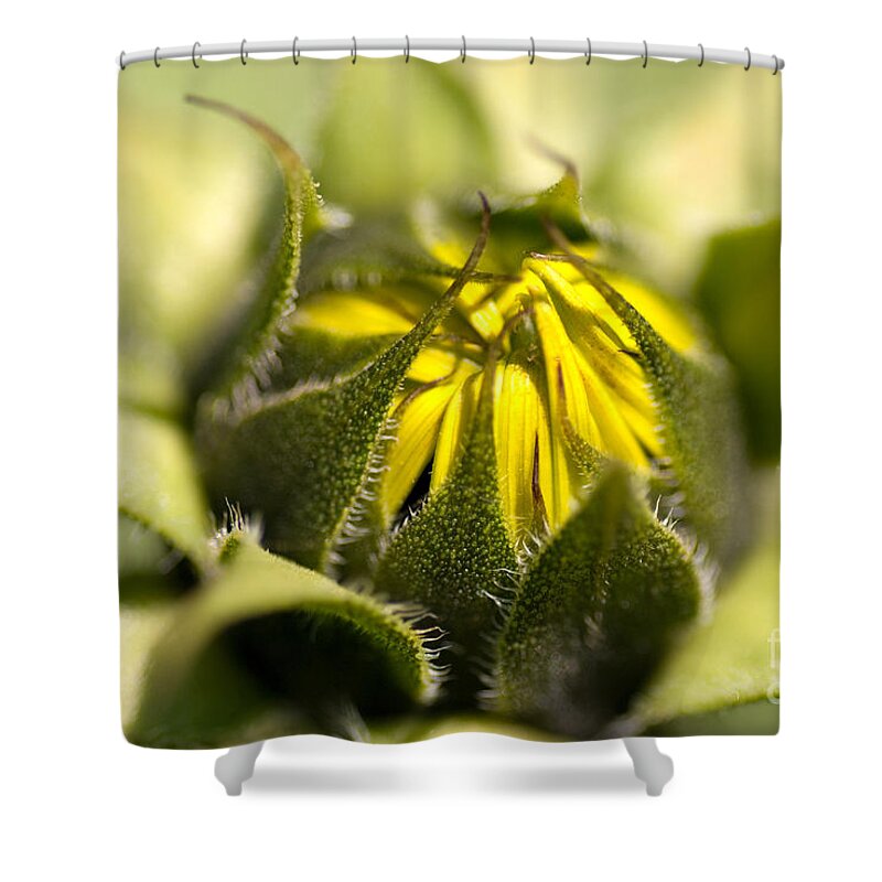 Flower Shower Curtain featuring the photograph About to Burst by Venetta Archer