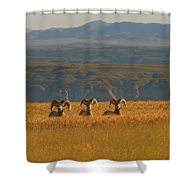Big Horn Rams Shower Curtain featuring the photograph Above The Breaks-Signed-#9386 by J L Woody Wooden