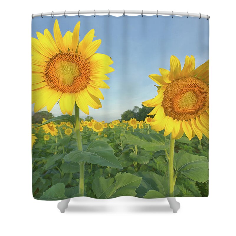 Sunflowers Shower Curtain featuring the photograph Above the Fray by Art Cole