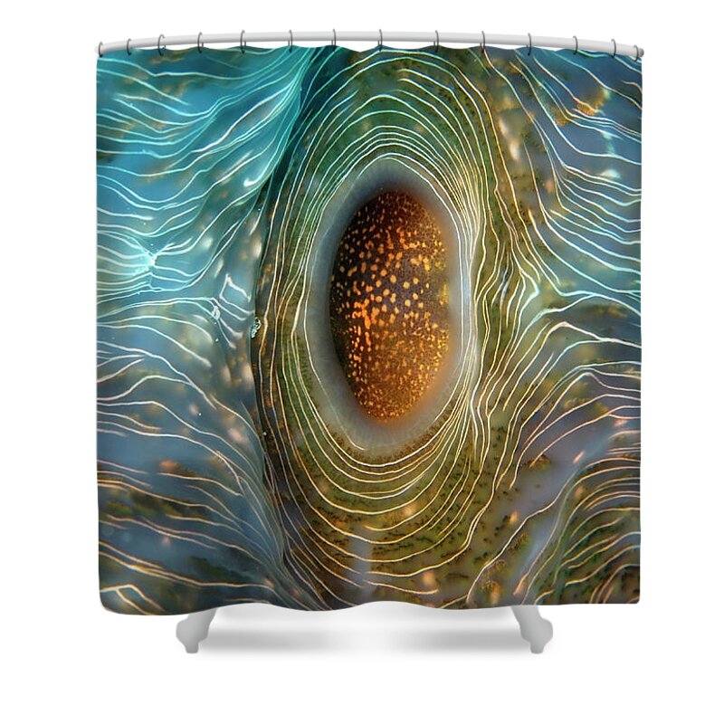Abstract Shower Curtain featuring the photograph Abstract clam by Artesub