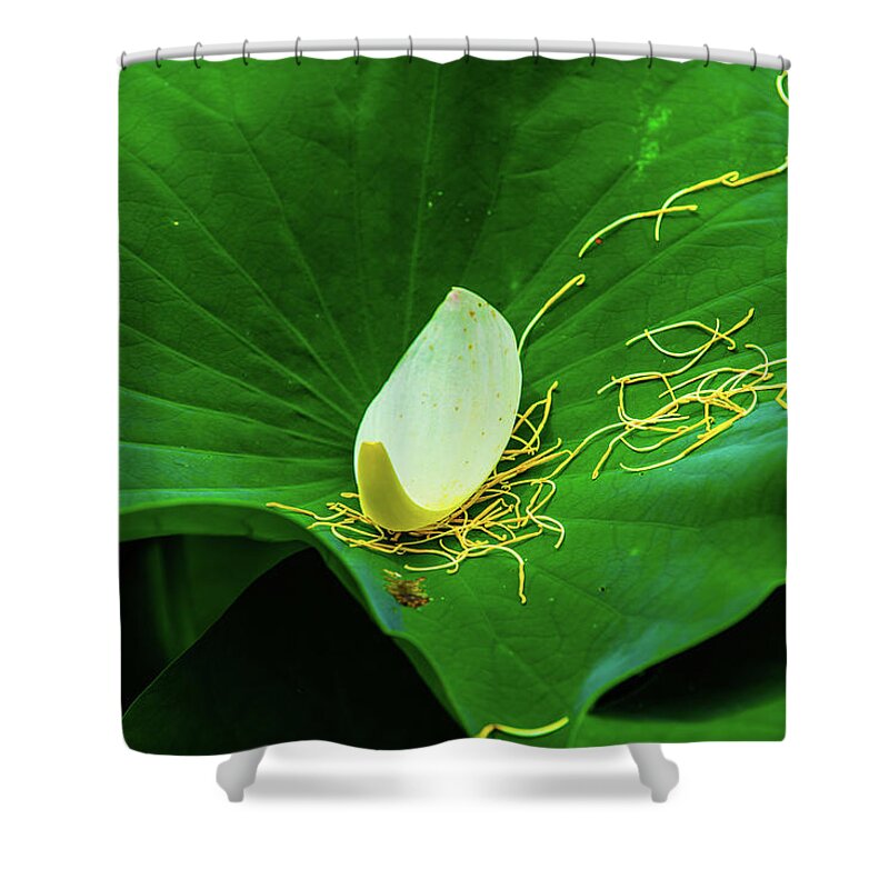 Bloom Shower Curtain featuring the photograph Abstract Leaves of Green and Yellow by Dennis Dame