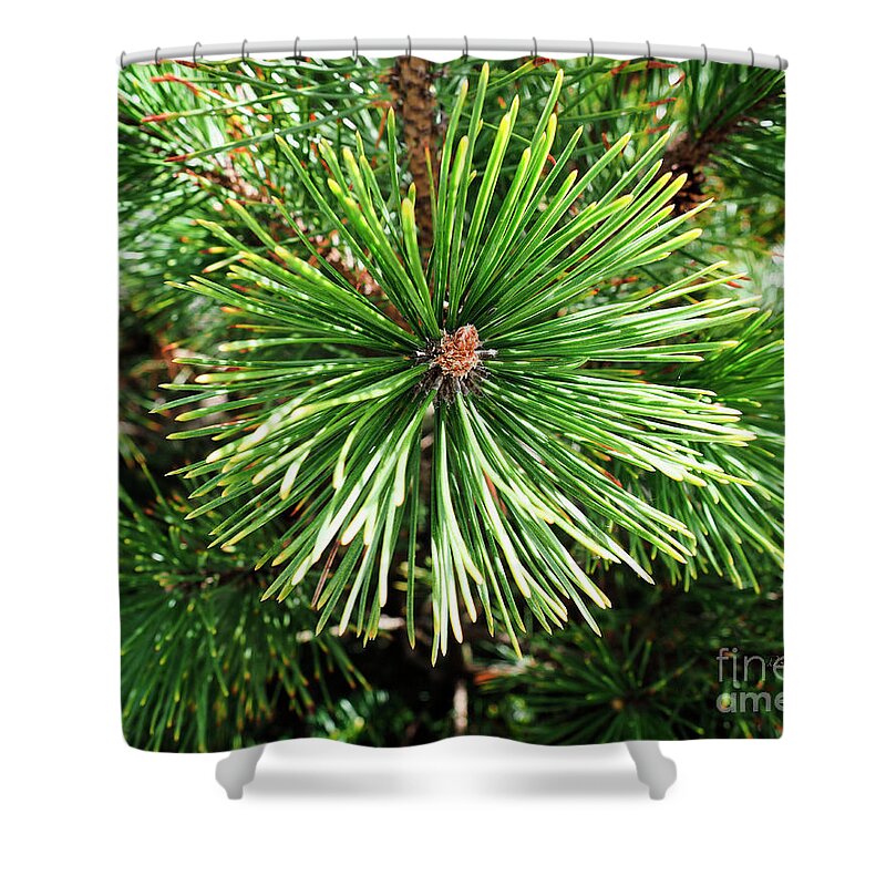 210 Shower Curtain featuring the photograph Abstract Nature Green Pine Tree Macro Photo 210 by Ricardos Creations