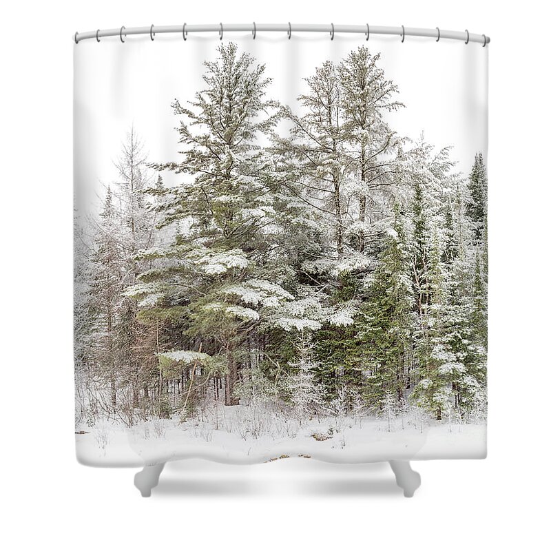 Winter Shower Curtain featuring the photograph Evergreen Winter by Rod Best