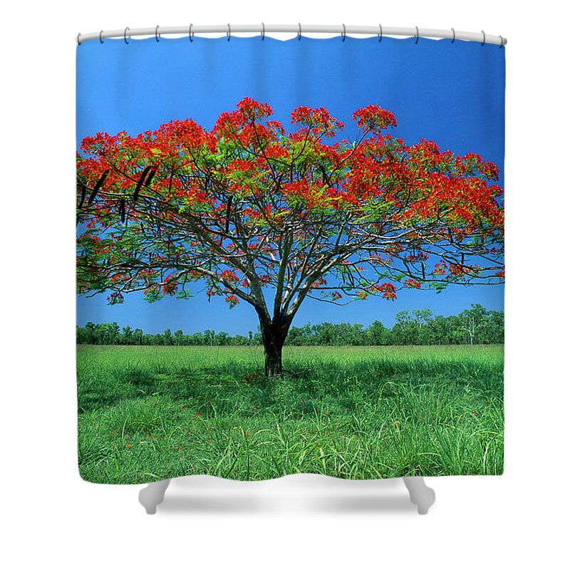 00785388 Shower Curtain featuring the photograph Acacia Tree Flowering by Thomas Marent