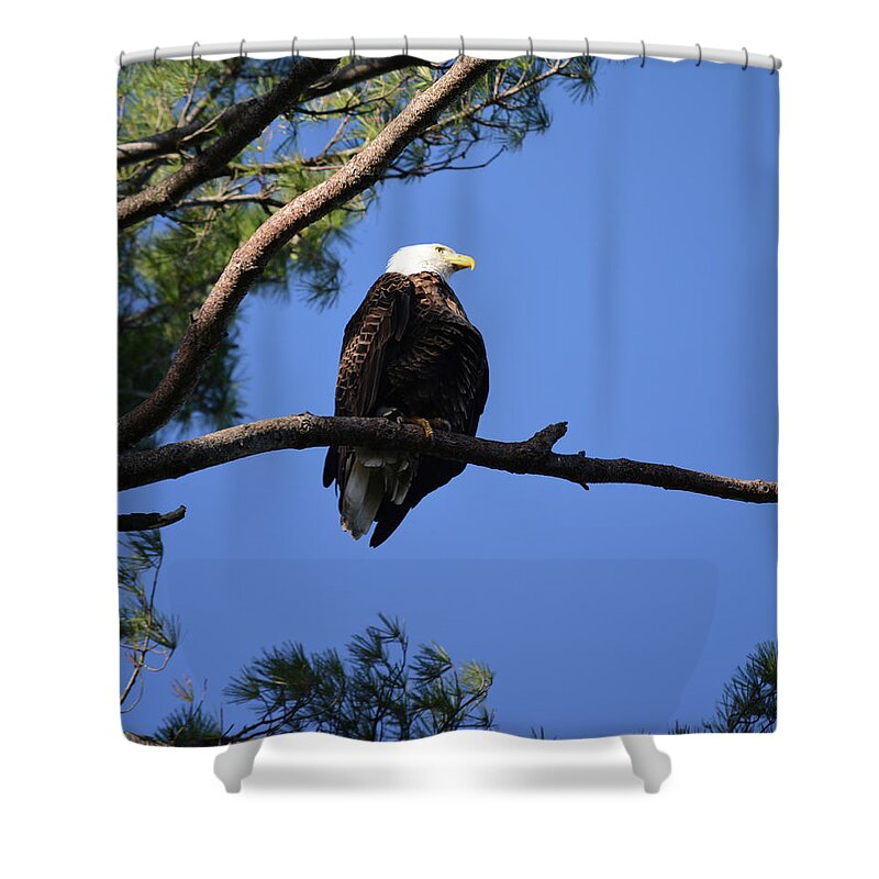 Eagle Shower Curtain featuring the photograph Ackley Eagle 2 by Bonfire Photography