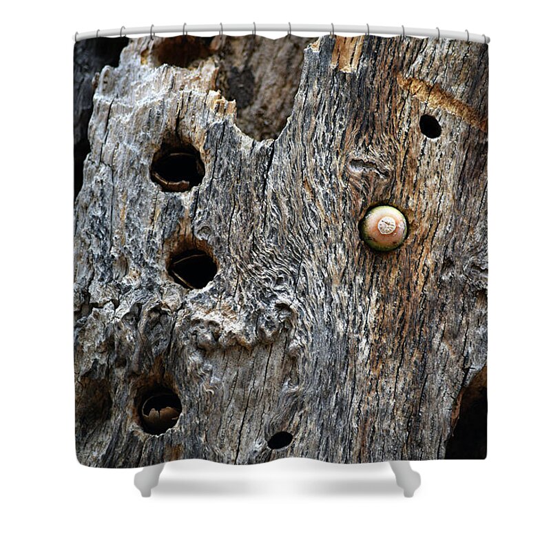 Nature Shower Curtain featuring the photograph Acorn Woodpecker Cache, Sequoia National Park, CA September 2016 by Timothy Giller