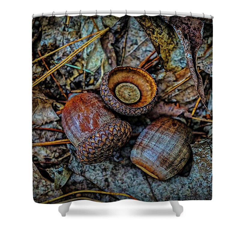 Autumn Shower Curtain featuring the photograph Acorns by Lilia S