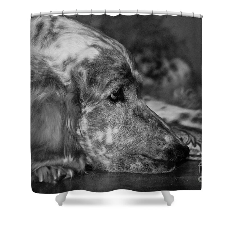 Dog Shower Curtain featuring the photograph Addelaide by Andrea Spritzer
