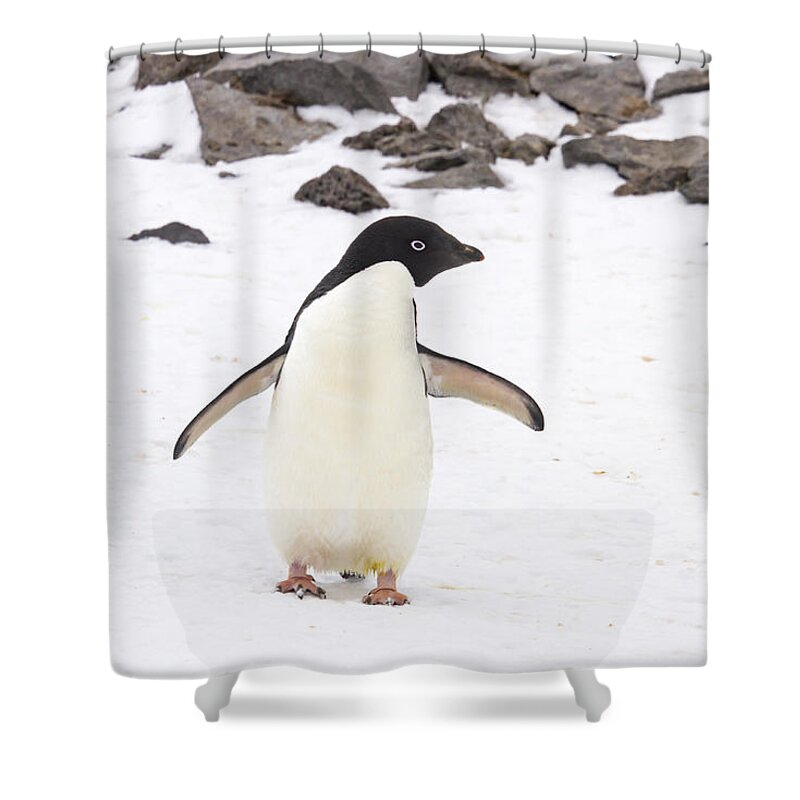 Adelie Shower Curtain featuring the photograph Adelie penguin on Paulet Island, Antarctica by Karen Foley