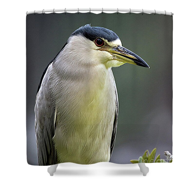 Nature Shower Curtain featuring the photograph Adult Black Crowned Night Heron - Nycticorax Nycticorax by DB Hayes