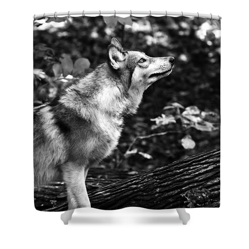 Aero Wolf Shower Curtain featuring the photograph Aero Wolf in Black and White by Tracy Winter