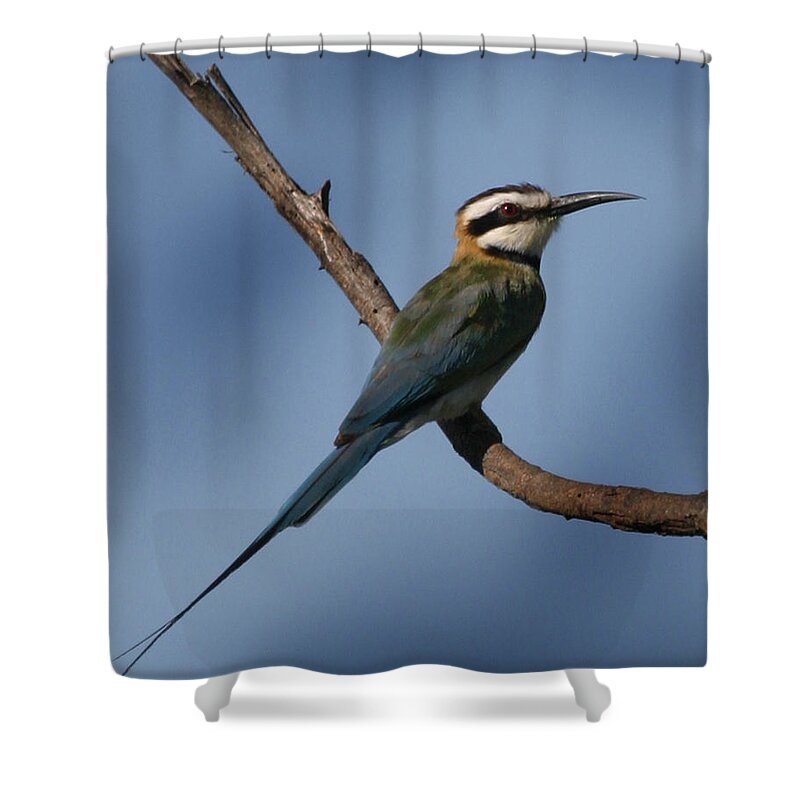 Bee Eater Shower Curtain featuring the photograph African Bee Eater by Joseph G Holland