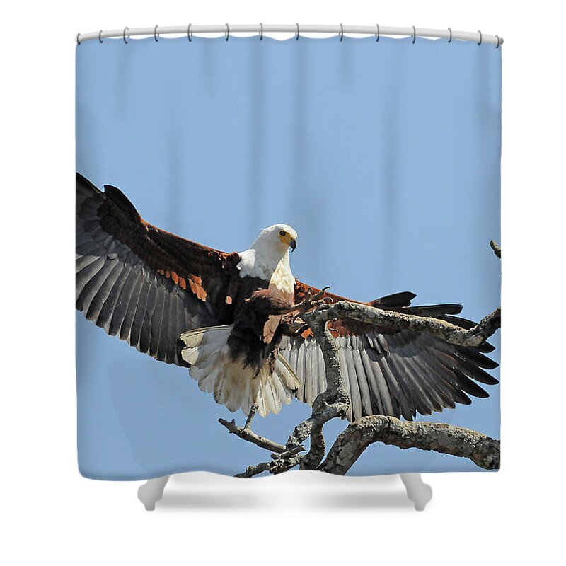 Africa Shower Curtain featuring the photograph African Fish Eagle by Ted Keller