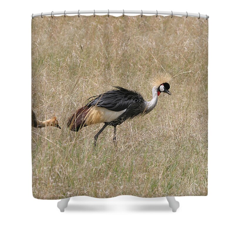 African Gray Crown Crane Shower Curtain featuring the photograph African Grey Crown Crane by Joseph G Holland