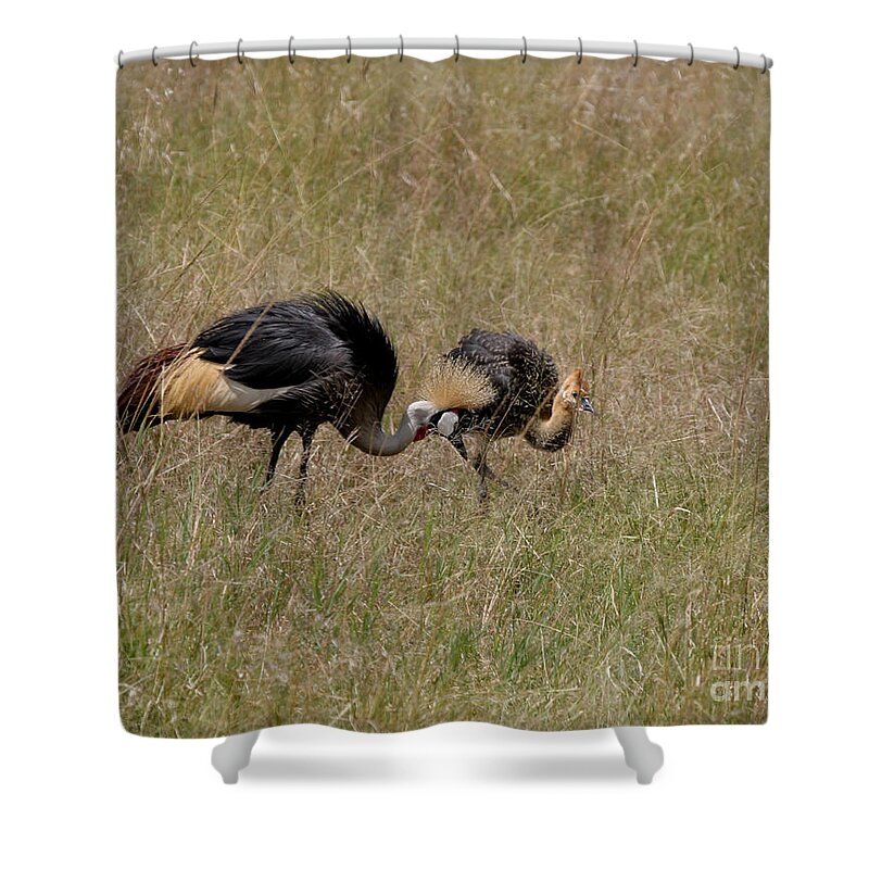 Grey Crown Crane Shower Curtain featuring the photograph African Grey Crowned Crane with Chick by Joseph G Holland