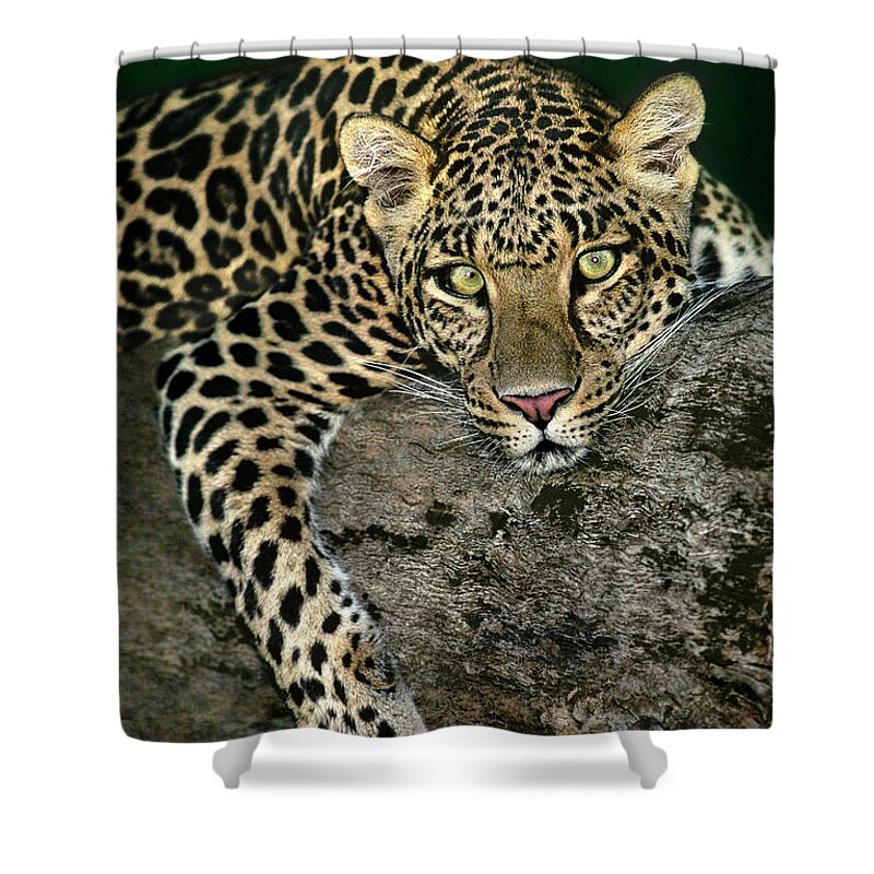 Dave Welling Shower Curtain featuring the photograph African Leopard Panthera Pardus Wildlife Rescue by Dave Welling