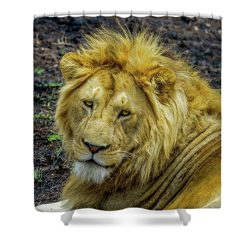 Africa Shower Curtain featuring the photograph African Lion Close-up by Marilyn Burton