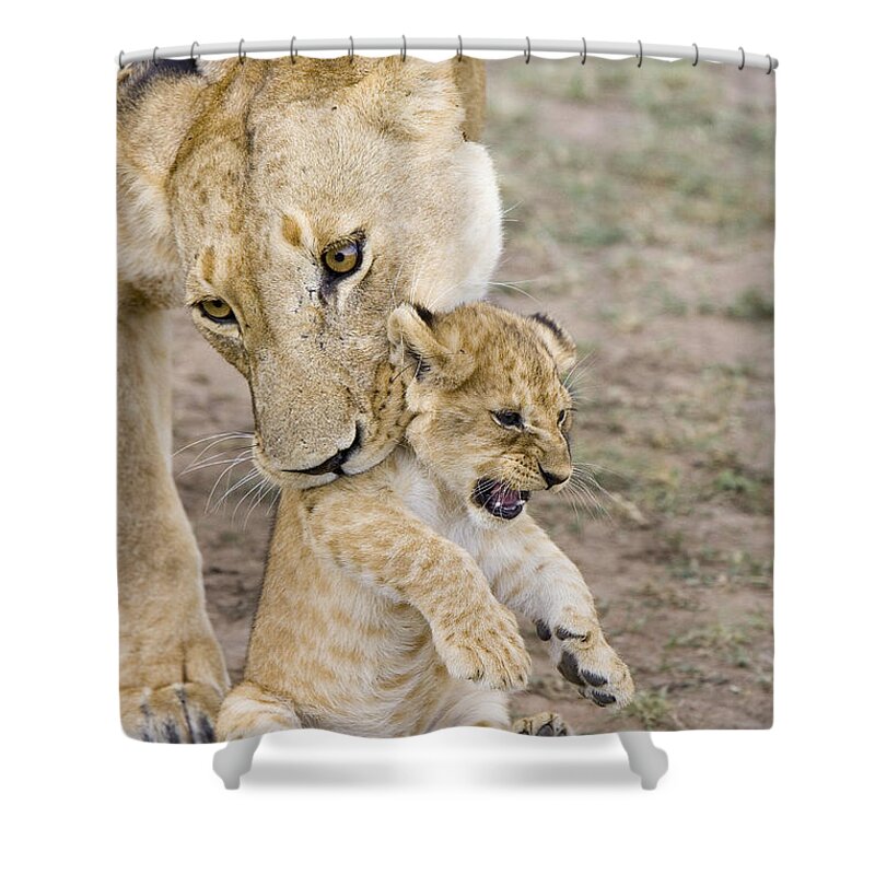 00761319 Shower Curtain featuring the photograph African Lion Mother Picking Up Cub by Suzi Eszterhas
