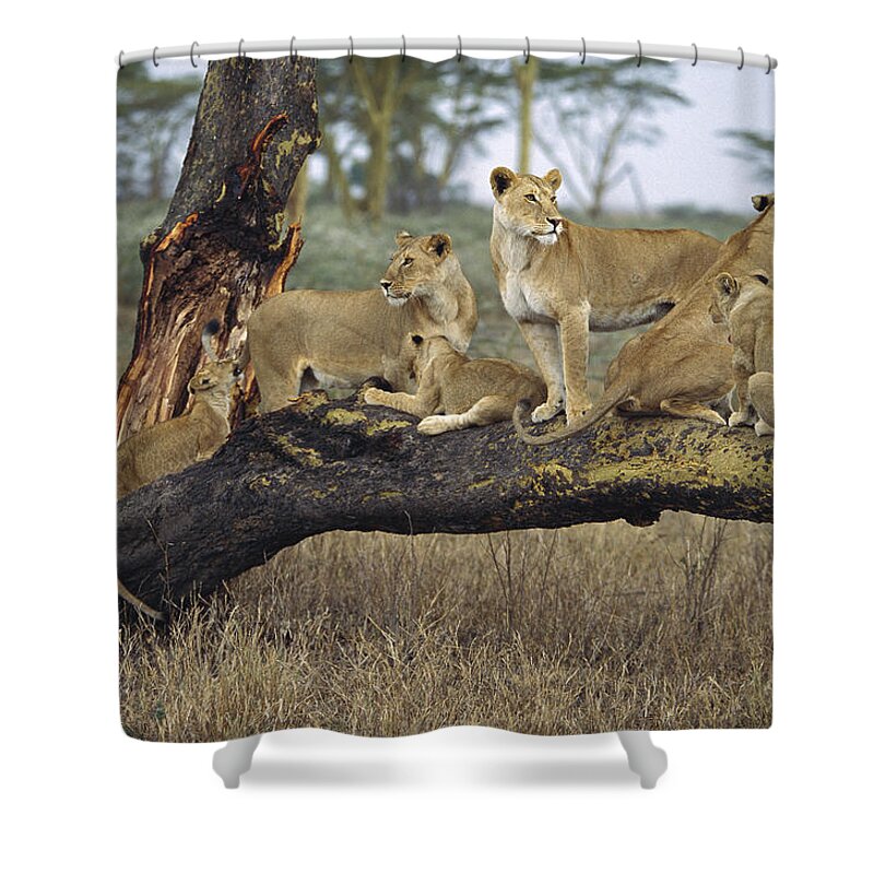 Mp Shower Curtain featuring the photograph African Lion Panthera Leo Family by Konrad Wothe