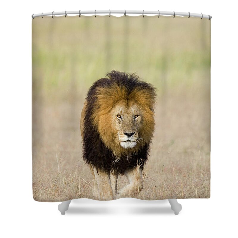 Mp Shower Curtain featuring the photograph African Lion Panthera Leo Male, Masai by Suzi Eszterhas