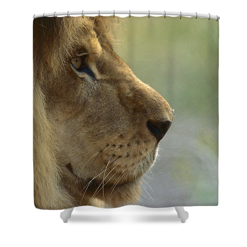 Mp Shower Curtain featuring the photograph African Lion Panthera Leo Male Portrait by Zssd