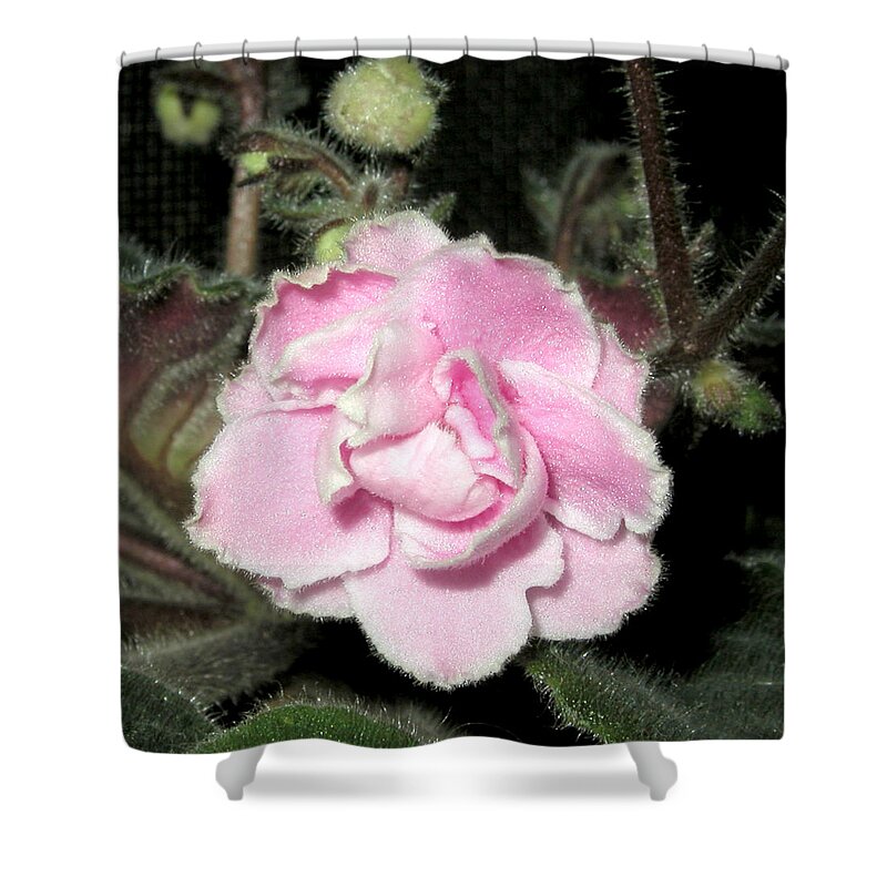 Flower Shower Curtain featuring the pyrography African Violet by Robert Morin