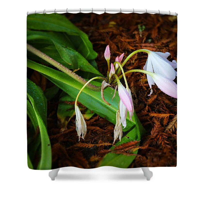 Lily Shower Curtain featuring the photograph After The Rain by Joyce Dickens