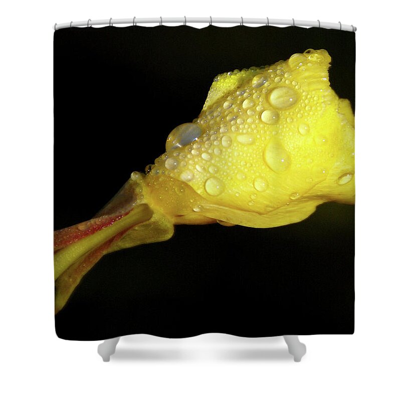 Wildflower Shower Curtain featuring the photograph After The Rain by Linda Shafer