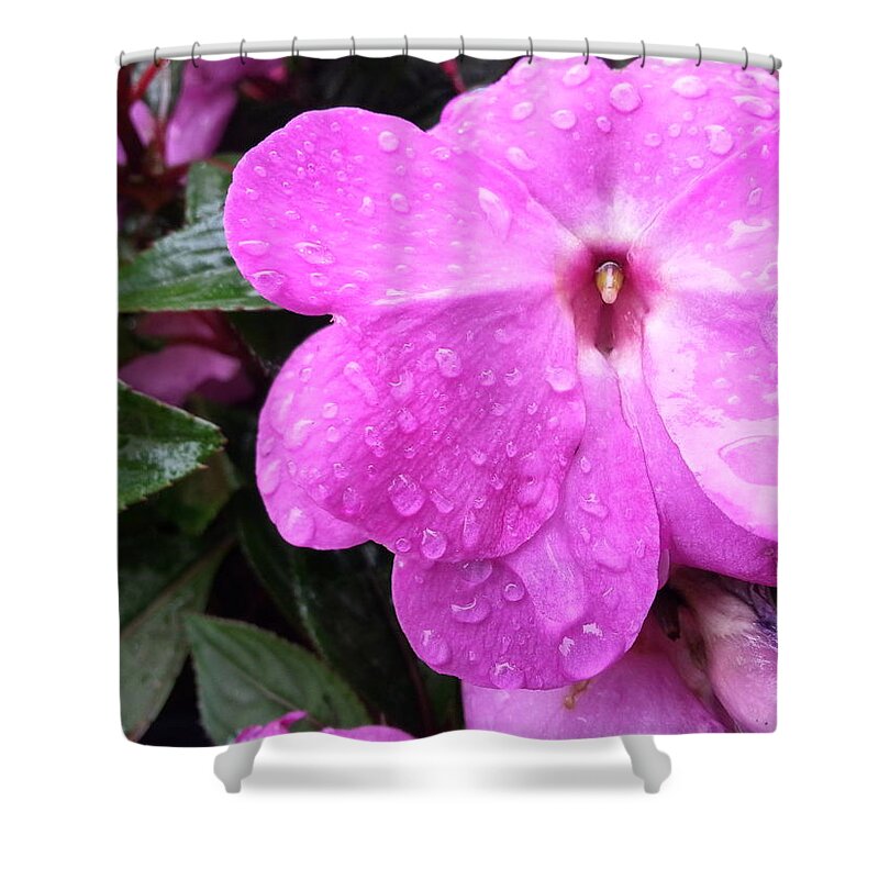 New Guinea Impatient Shower Curtain featuring the photograph After the Rain by Robert Knight