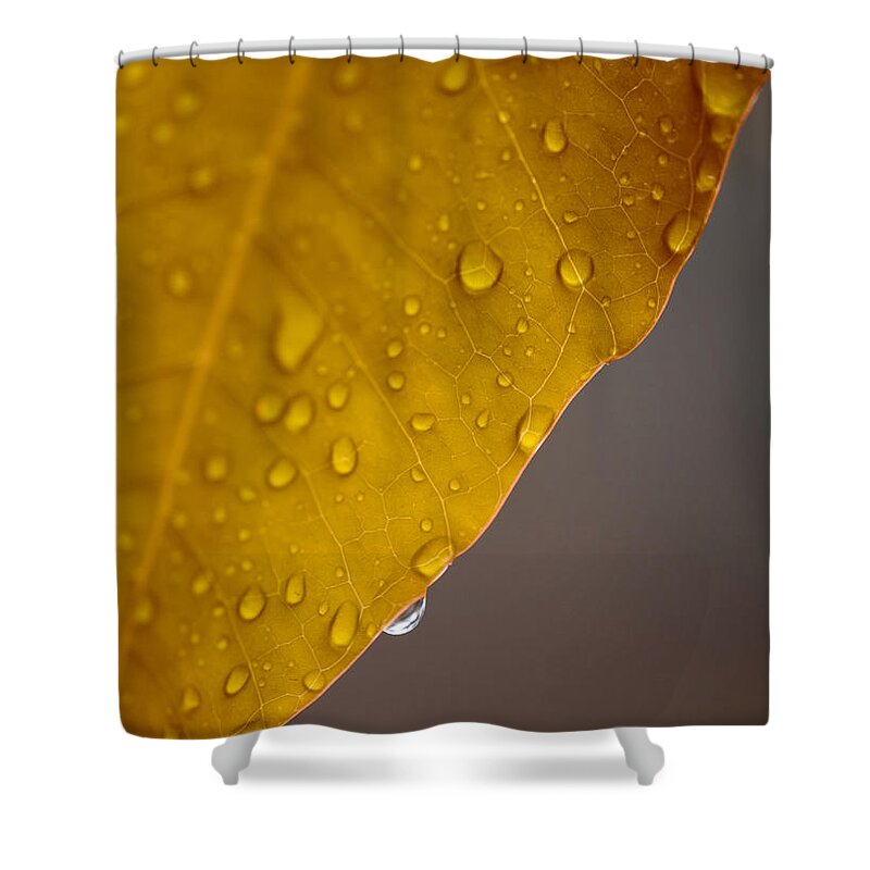 Leaf Shower Curtain featuring the photograph After the Rain by Stephen Anderson