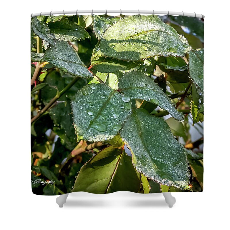 Rosebush Shower Curtain featuring the digital art After the Rains by Ed Stines