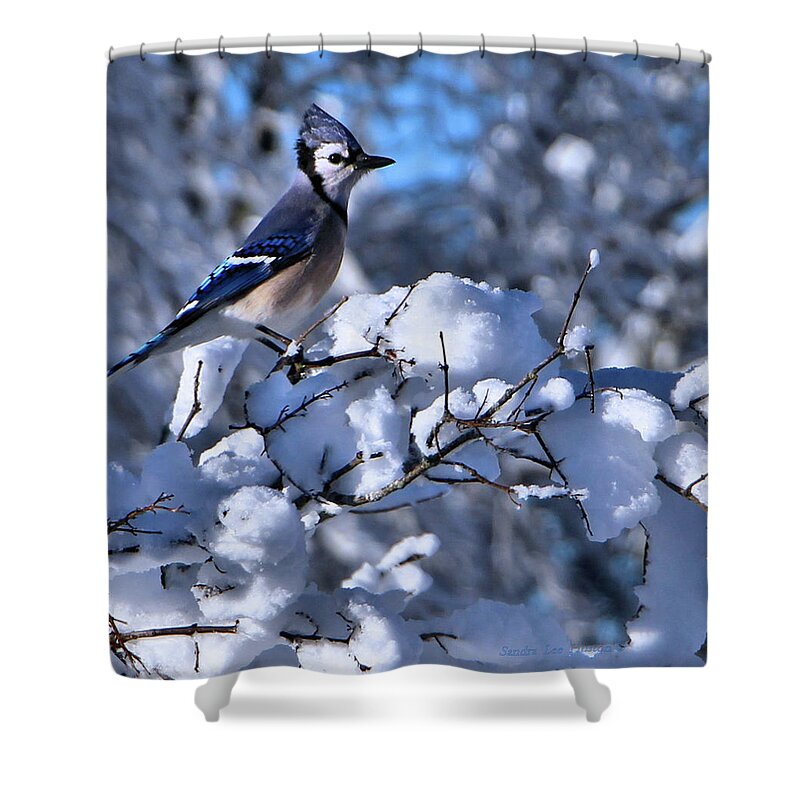 Animals Shower Curtain featuring the photograph After the Storm by Sandra Huston