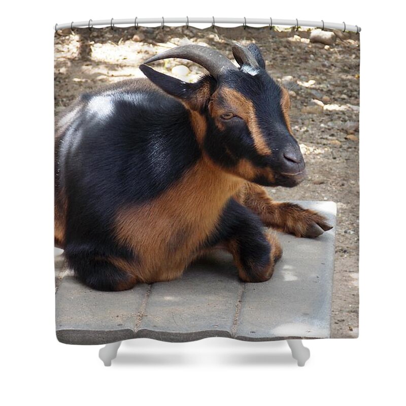 Goat Shower Curtain featuring the photograph Afternoon Break by Nina Kindred