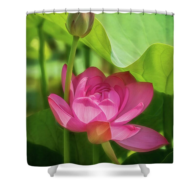 Lotus Shower Curtain featuring the photograph Afternoon Sun on Lotus by Erika Fawcett