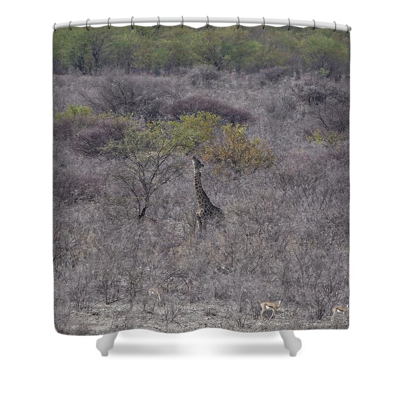 Giraffe Shower Curtain featuring the photograph Afternoon Treat by Ernest Echols