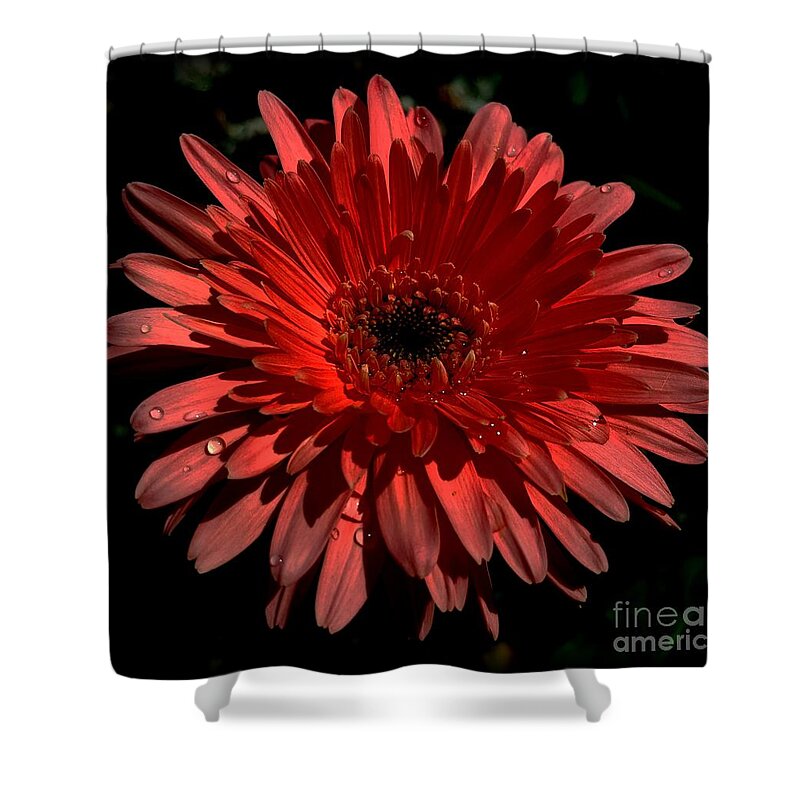 Flower Shower Curtain featuring the photograph Afterthought by Dani McEvoy