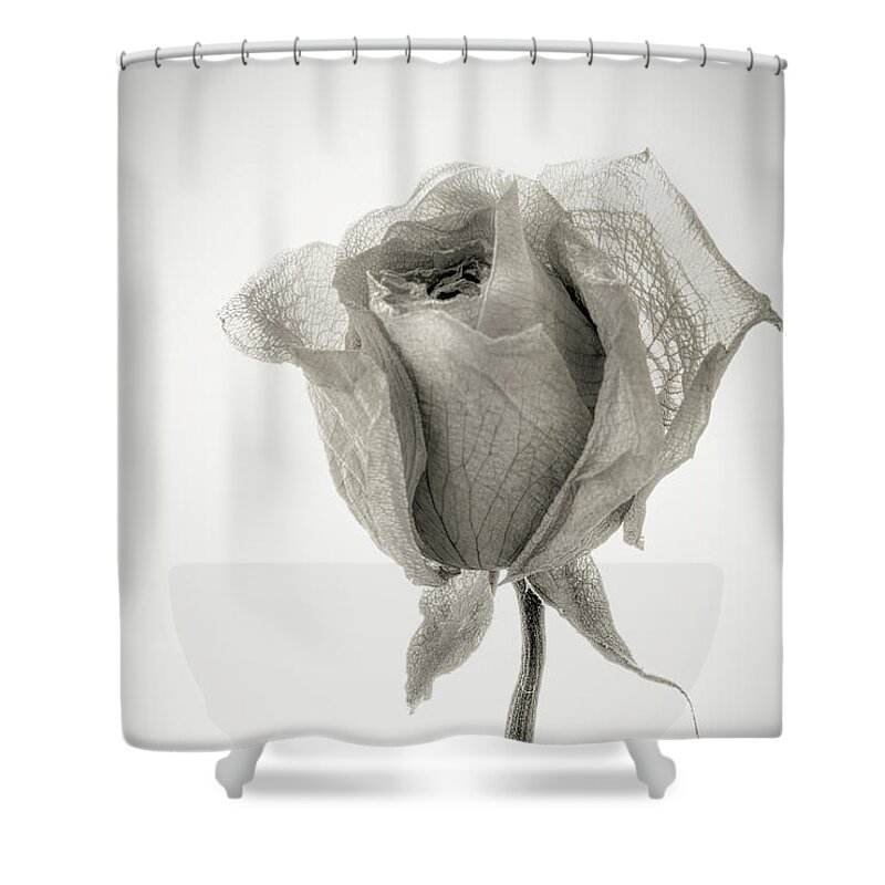 Flowers Shower Curtain featuring the photograph Ageless Beauty by Susan Eileen Evans