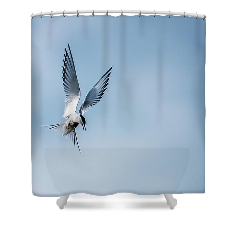Aha A Fish Shower Curtain featuring the photograph Aha a fish by Torbjorn Swenelius