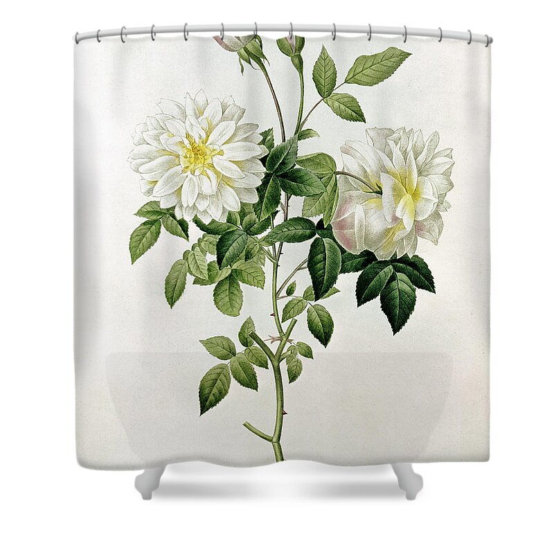 Tea Shower Curtain featuring the painting Aime Vibere by Pierre Joseph Redoute
