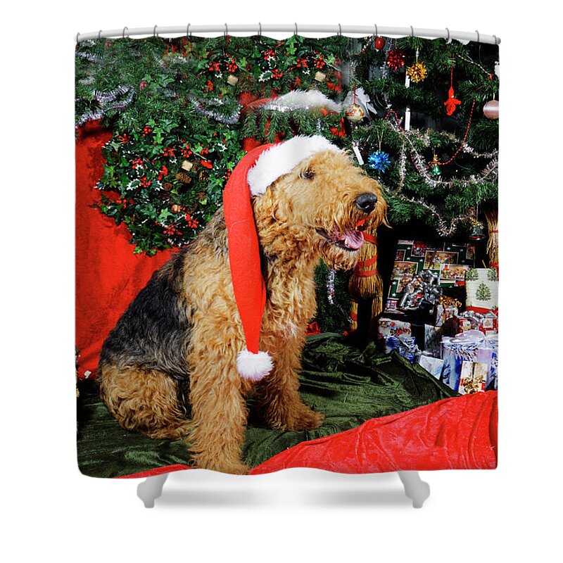 Airedale-terrier Shower Curtain featuring the photograph Airedale terrier dressed as santa-claus by Christian Lagereek