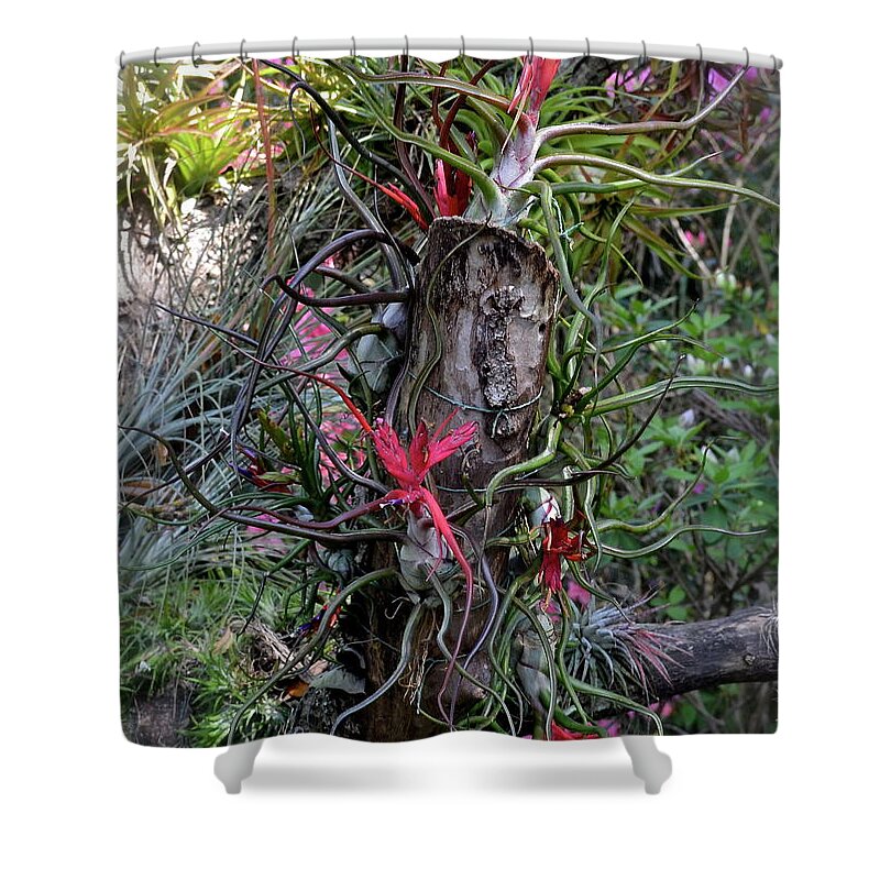 Flowers Shower Curtain featuring the photograph Airplants and Azaleas by Carol Bradley