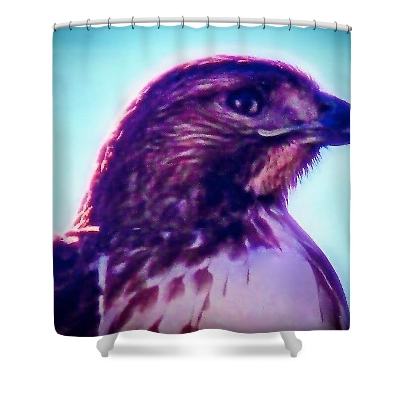 Ak Chin Shower Curtain featuring the photograph Ak-Chin Red-Tailed Hawk Portrait by Judy Kennedy