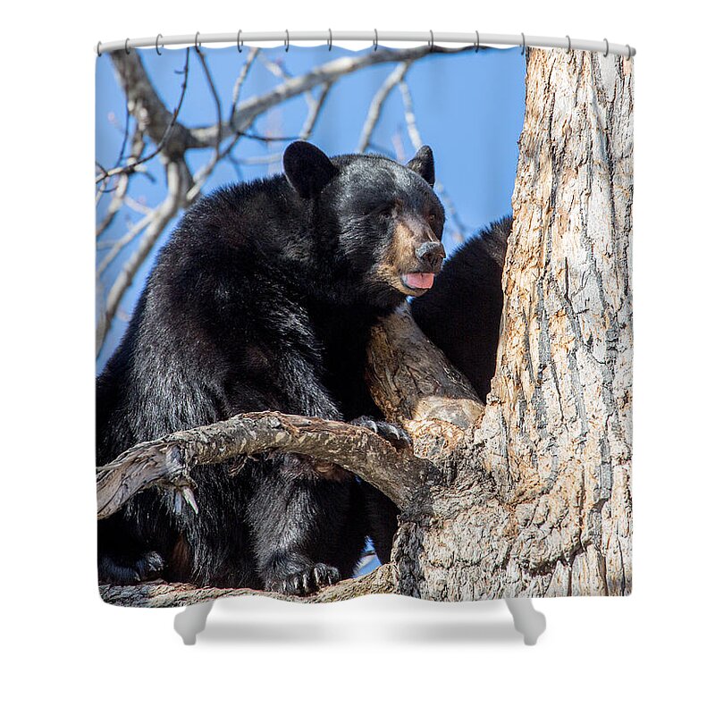 Sam Amato Photography Shower Curtain featuring the photograph Alaska Black Bear in a tree by Sam Amato