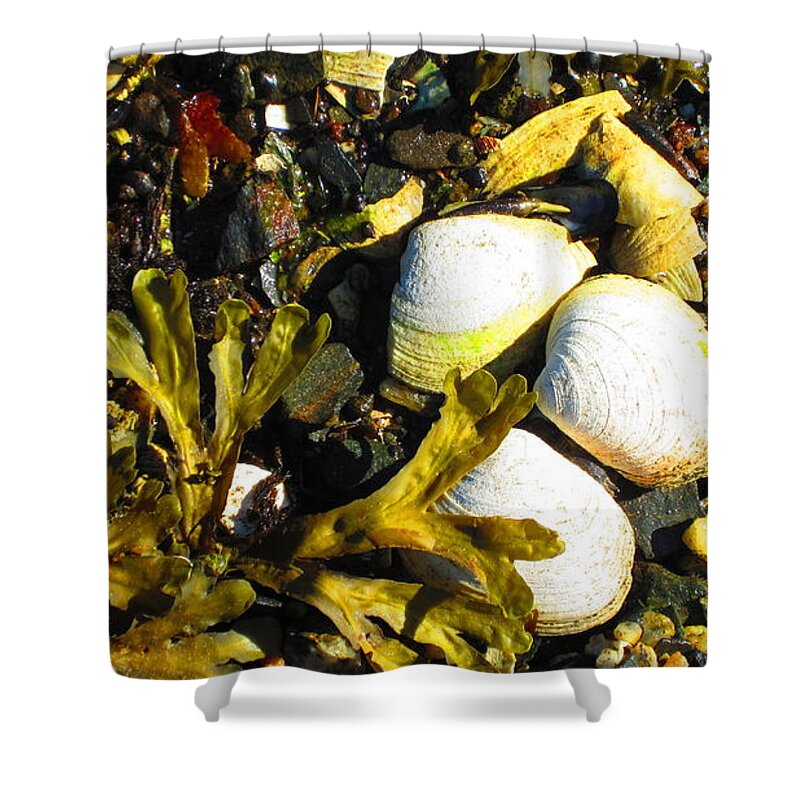 Ketchikan Shower Curtain featuring the photograph Alaska clams by Laurianna Taylor