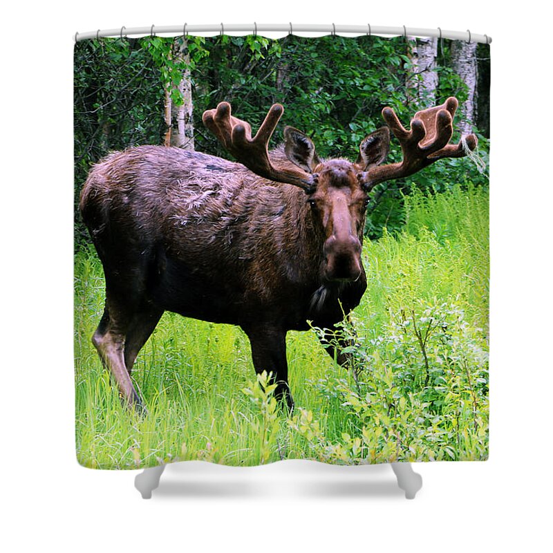 Alaska Shower Curtain featuring the photograph Alaska Moose by DiDesigns Graphics