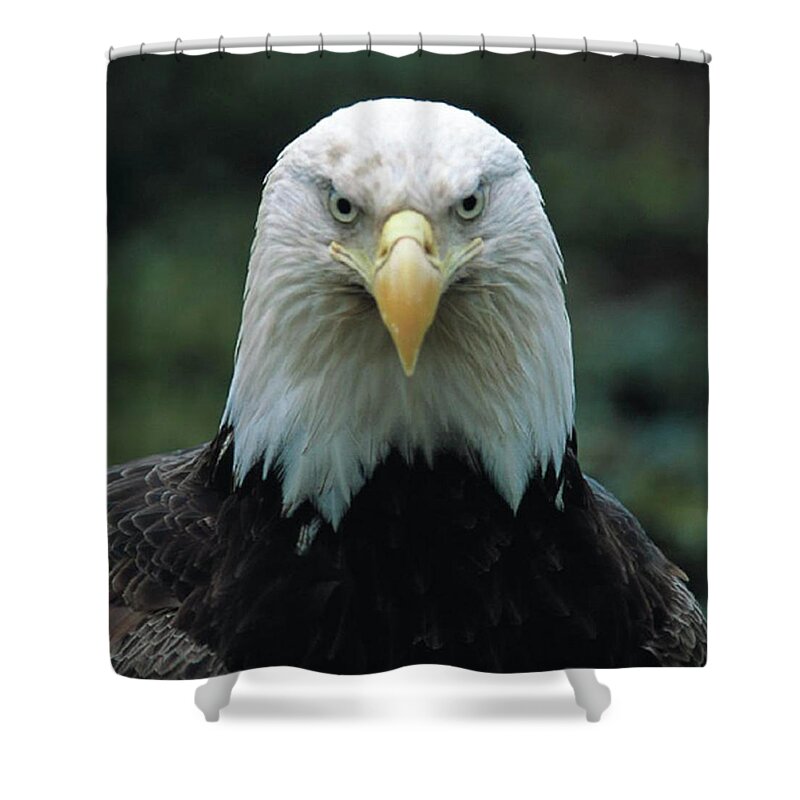 Eagle Shower Curtain featuring the photograph Alaskan Eagle by Quwatha Valentine