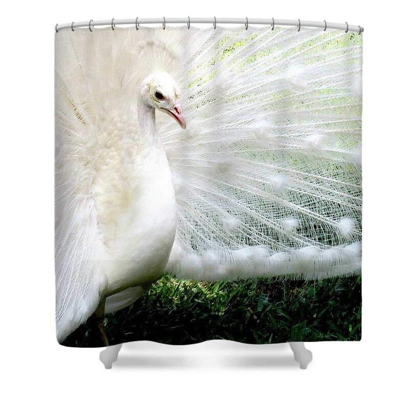Albino Shower Curtain featuring the photograph Albino Peacock Photograph by Kimberly Walker