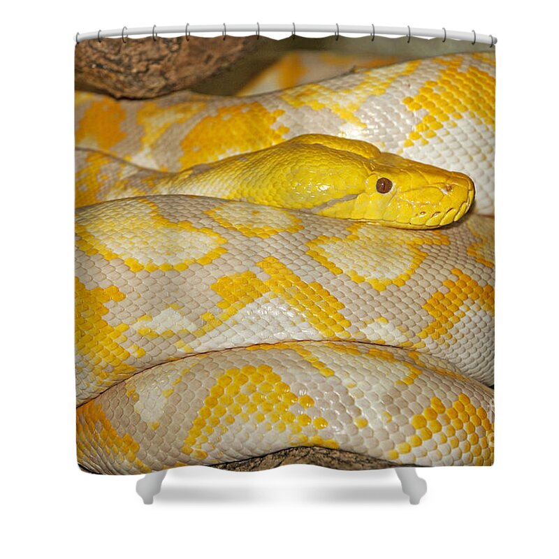Adult Shower Curtain featuring the photograph Albino Reticulated Python by Gerard Lacz